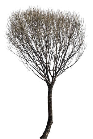 Dry tree without leaves on isolated white backgroundの写真素材