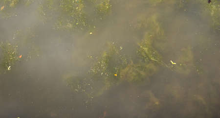 Bog with sludge, nature background. Close-up view