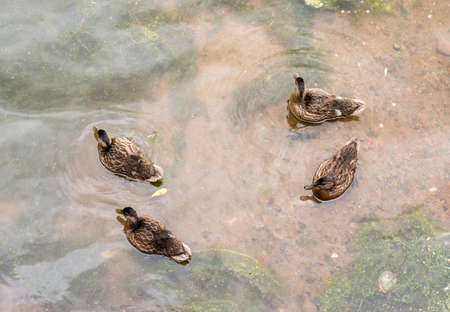 Lake with four ducks, nature background. Close-up viewの写真素材