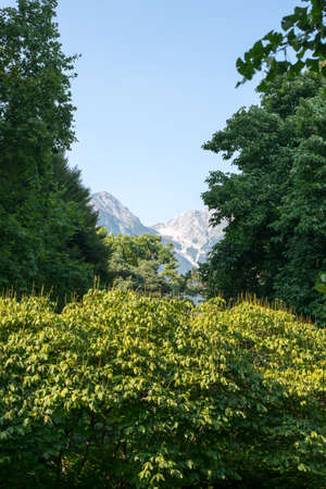 Mountain scape view with forest and bushesの写真素材