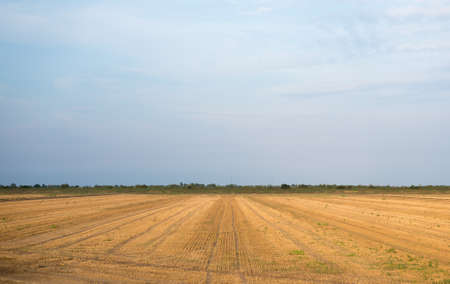 Landscape view with fields and green forestの写真素材