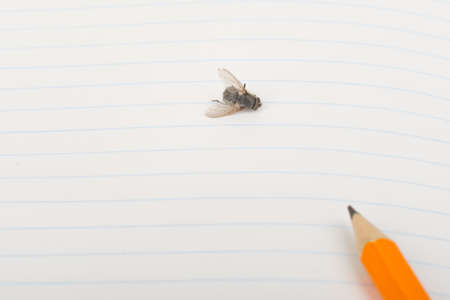 Copybook with fly and pencil, close up viewの写真素材