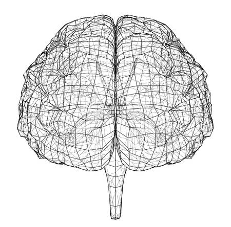 3D outline brain. Vector rendering of 3d. Wire-frame style. The layers of visible and invisible lines are separatedのイラスト素材