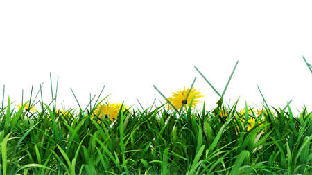 Grass and flowers isolated background