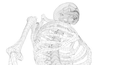 Human skeleton. Vectorのイラスト素材