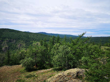 Beautiful trees on background mountains