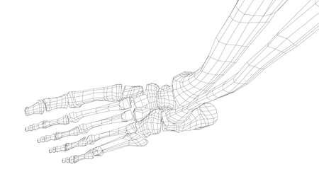 Human skeleton. Vectorのイラスト素材