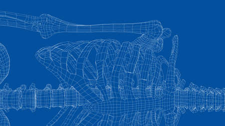 Human skeleton. Vector