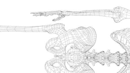 Human skeleton. Vectorのイラスト素材
