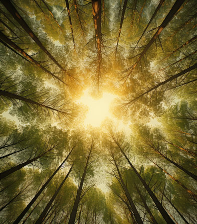 Bottom-up view of the tops of the tree and the sunの素材