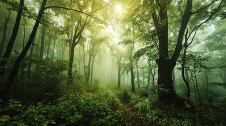 Beautiful forest and shades of treesの素材