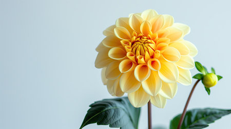 Very beautiful flowerの素材