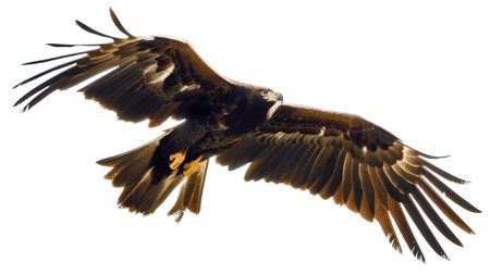 Bird flying with open wingsの素材