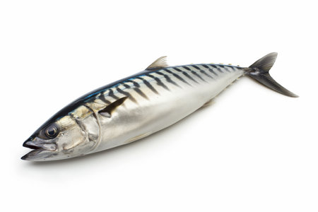 A single fresh mackerel fish isolated on a white backdrop, side view showcasing natural textures and details.の素材