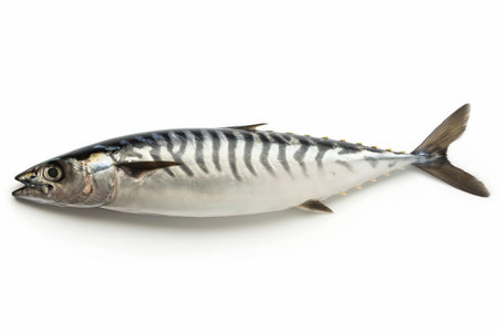 A high-quality image of a single mackerel fish, showcasing its shiny skin and natural pattern, isolated on a white background ideal for culinary and marine life themes.の素材