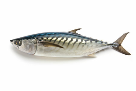 Side view of a single Atlantic mackerel isolated on white, clear for design and menu use.の素材