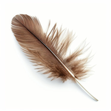 A soft, brown feather with intricate details displayed against a pure white background, symbolizing lightness and elegance.の素材