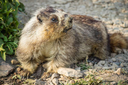 A Marmot at Glacier National Parkの写真素材