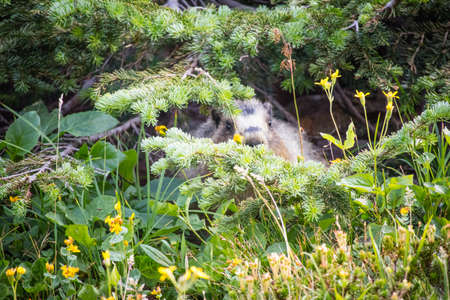 A Marmot at Glacier National Parkの写真素材