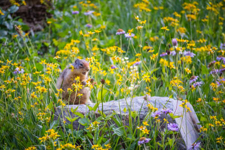 A Marmot at Glacier National Parkの写真素材