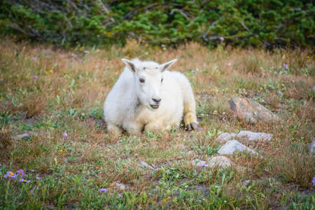 A Rocky Mountain goat at Glacier National Parkの写真素材