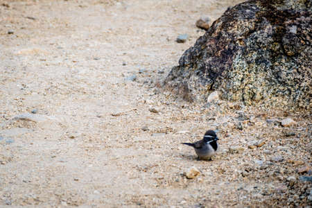 Bird roaming around in Joshua Tree National Parkの写真素材