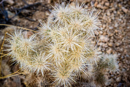 Teddy Bear Cholla Cactus in Joshua Tree National Park
