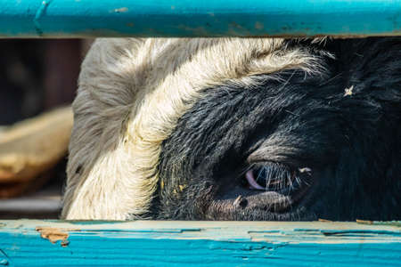 Bull waiting to be freed up in Rancho Oso, California