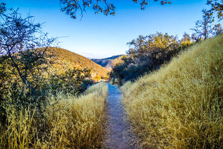 A gorgeous view of the forest in Pinnacle National Park while taking its trail