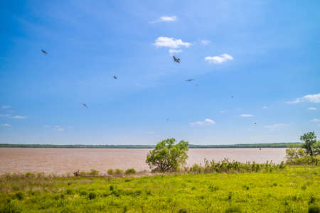 Black Birds roaming around in Tishomingo National Wildlife Refuge, Oklahomaの写真素材