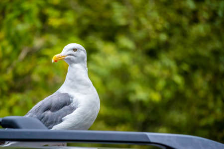 A Seagull in Heceta Head Lighthouse State Park Florence, Oregonの写真素材