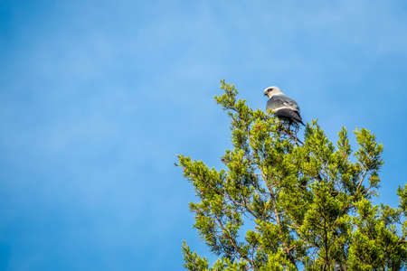A hawk on top of a tree in Lake Texoma, Texasの写真素材