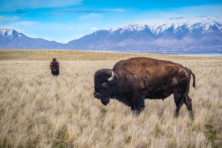 American Bison in the field of Antelope Island State Park, Utah