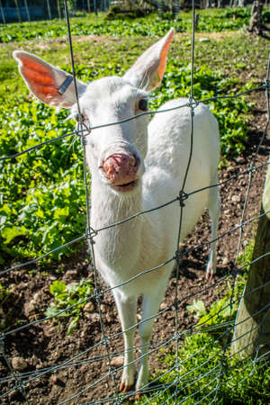 A Mule Deer in Mackinac Deerland ST. Ignace, Michiganの写真素材