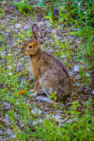 An Audubon's Cottontail in Mackinac Deerland ST. Ignace, Michigan
