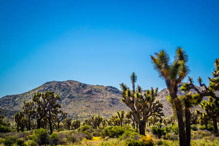 Joshua Trees in Joshua Tree National Park, Californiaの写真素材