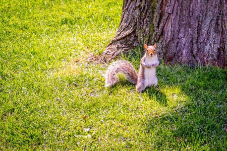 A Fox Squirrel in Albany, New Yorkの写真素材