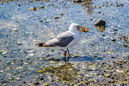 A white and grey seagull in Bar Harbor, Maineの写真素材