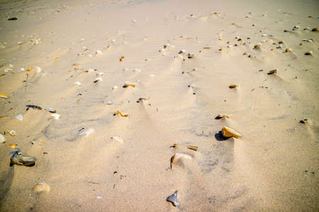 Beach with a lot of seashells on seashore in South Padre Island, Texas