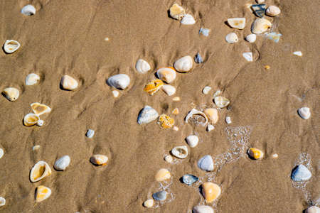Beach with a lot of seashells on seashore in South Padre Island, Texas