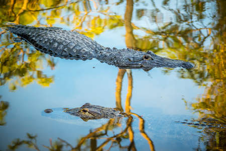 A large American Alligator in Orlando, Floridaの写真素材