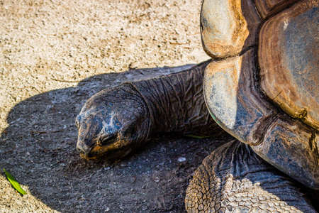 A huge Galapagos Tortoise in Orlando, Floridaの写真素材