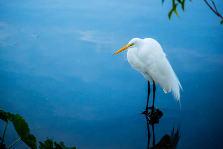 A Great White Egret in Orlando, Floridaの写真素材