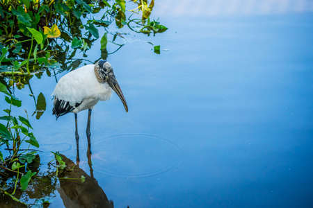 A Black Headed Ibis in Orlando, Floridaの写真素材