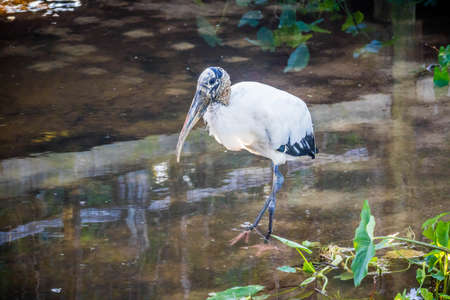 A Black Headed Ibis in Orlando, Floridaの写真素材