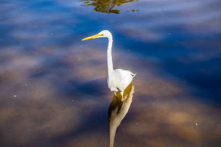 A Great White Egret in Orlando, Florida