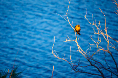 A Yellow Headed Blackbird in Yuma, Arizonaの写真素材