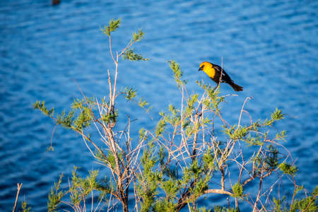 A Yellow Headed Blackbird in Yuma, Arizonaの写真素材