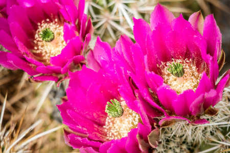 A pink flowering cactus plants in Palm Spring, Californiaの写真素材