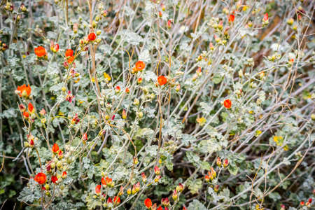 Field with colorful red orange Wildflowers in Palm Spring, Californiaの写真素材